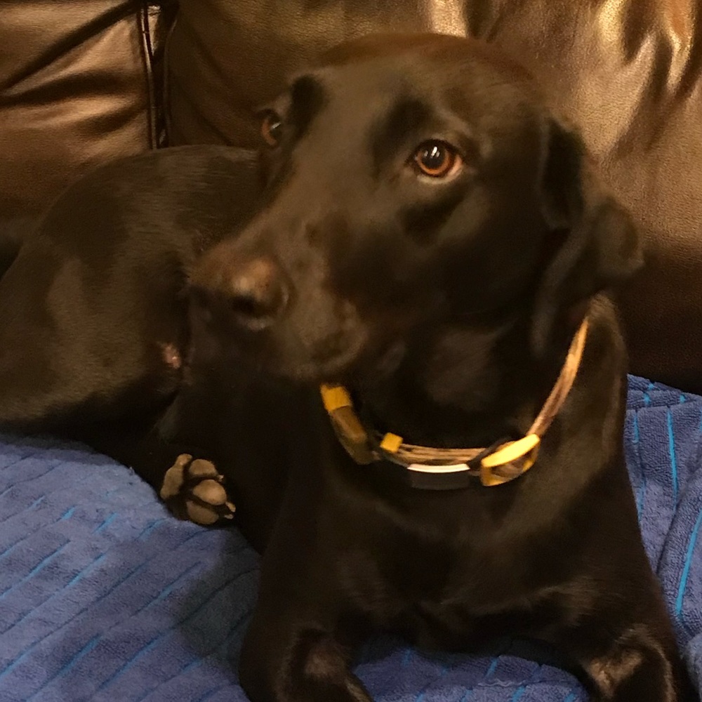 Meet your Posher, Renae